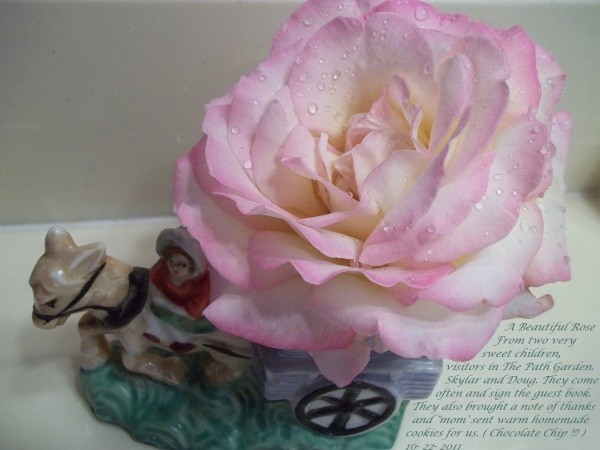 Pink Rose in Small Container