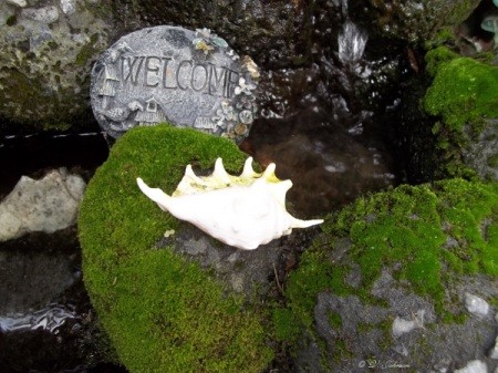 Moss Growing on Rocks at Waterfall