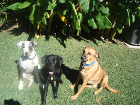 Three Dogs Sitting on Grass