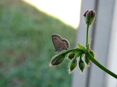 Blue Marine Butterfly on a Flower