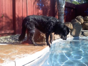 Sofia Mae the Dog Looking into Pool