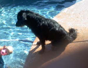 Sofia Mae the Dog Sitting by Pool