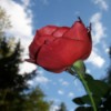 Red Rose With Sky in Background