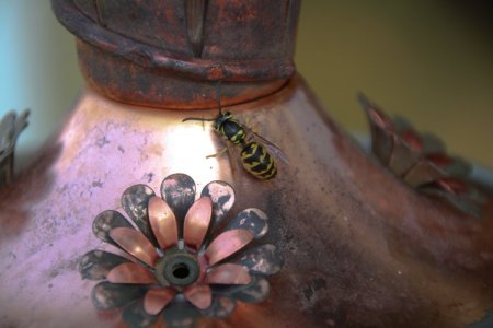 Bee on Hummingbird Feeder