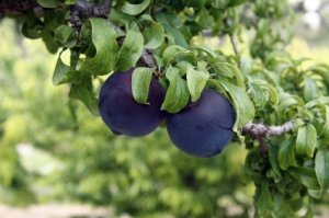 Two Ripe Plums on a Tree