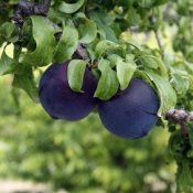 Two Ripe Plums on a Tree