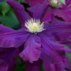 Large Purple Clematis Flower