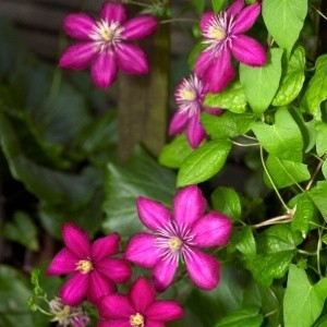 Photo of a clematis.