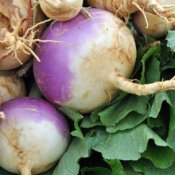 Turnips with greens.