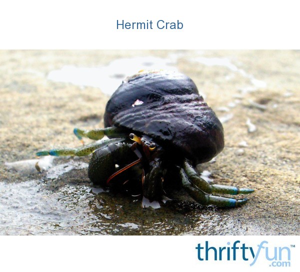 Hermit Crab (Shore Acres State Park, OR) | ThriftyFun