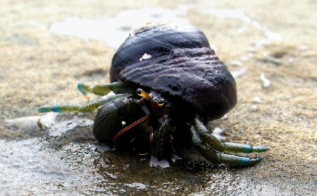 Hermit Crab on the Beach