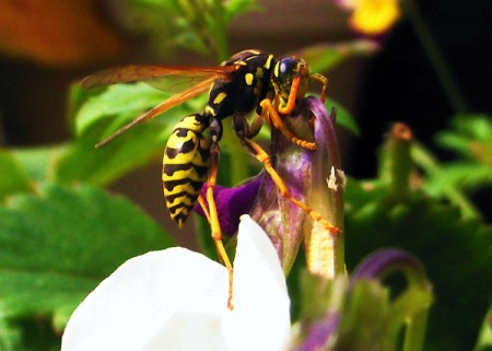 Yellow Jacket on Flower