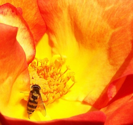 Bee in Large Orange Flower