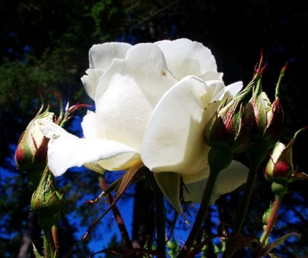 Large White Rise Blossom
