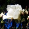 Large White Rise Blossom