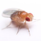 Upclose photo of a fruit fly.