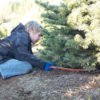 Boy Cutting Christmas Tree