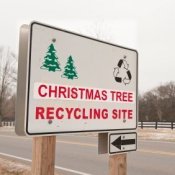 Christmas tree recycling center.