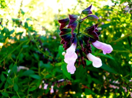 Small Pink Flowers