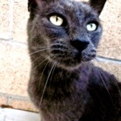 Closeup of Panther the Cat