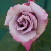 Closeup of Lavender Rose