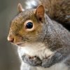 Closeup of Gray Squirrel