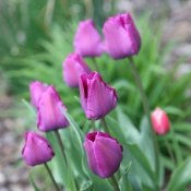 Blooming tulip bulbs.