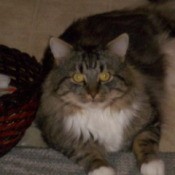 Tabby cat lying on floor by a basket.