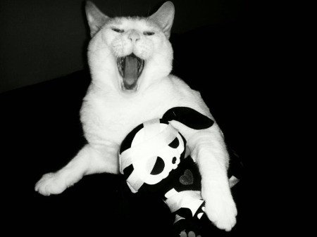 Avalanche the Cat Yawning With Arm Around Toy