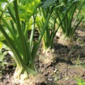 Celery growing in the ground.