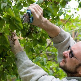 A man pruning a shrub.