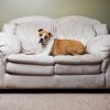 Boxer on White Microfiber Couch