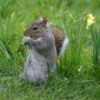 Squirrel eating a flower.