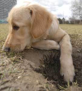 Photo of a puppy digging.