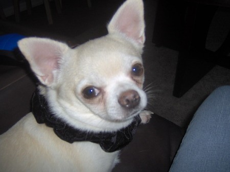 A white chihuahua looking back at the camera.