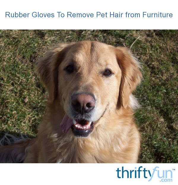 Rubber Gloves To Remove Pet Hair from Furniture ThriftyFun