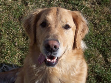 Closeup of a Golden Retriever.