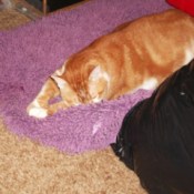 Cornelius the Cat on Purple Pet Bed