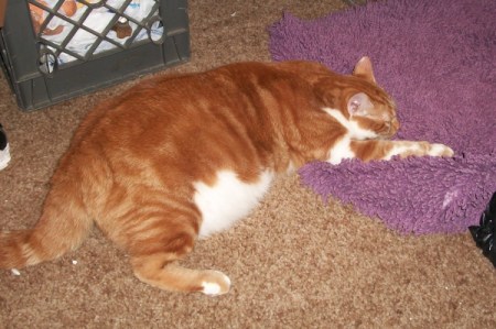 Cornelius the Cat on Floor and Purple Pet Bed
