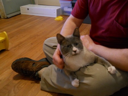 Grey kitty sitting on lap.