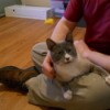 Grey kitty sitting on lap.
