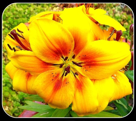 Large Yellow Lilly