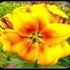 Large Yellow Lilly