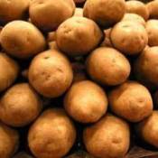 Photo of lots of potatoes.