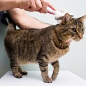 Grooming Your Cat, Tabby Cat Being Groomed