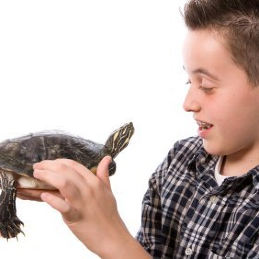 Caring for a Pet Turtle | ThriftyFun