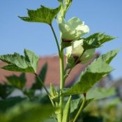 Okra Plant with Blue Sky in Background