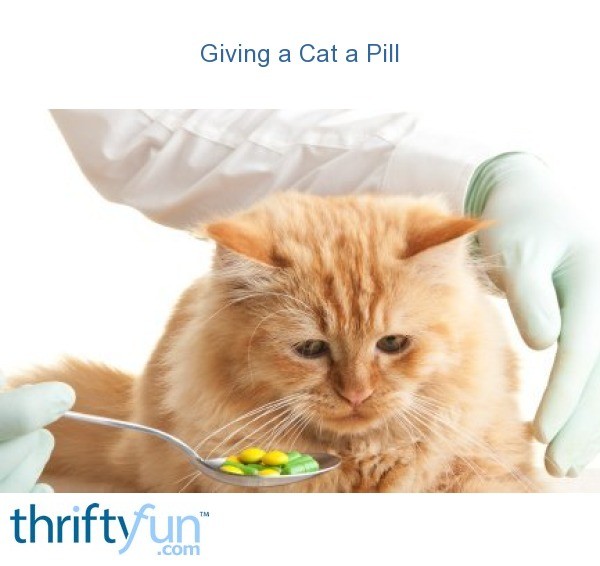 Giving a Cat a Pill ThriftyFun