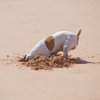 Dog digging at the beach.