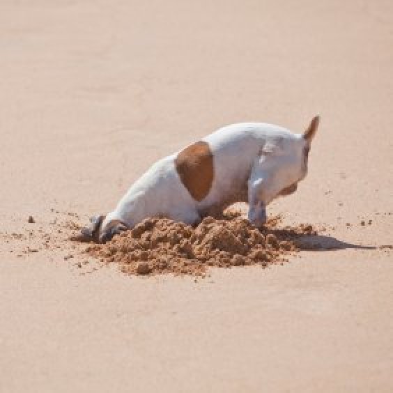 dog stop digging spray